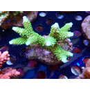 Acropora tumida Bali-Farmzucht