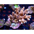 Acropora millepora Bali-Farmzucht