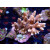 Acropora millepora Bali-Farmzucht