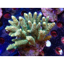 Acropora millepora Bali-Farmzucht