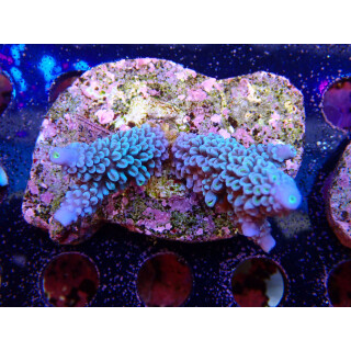 Acropora hoeksemai  Bali-Farmzucht