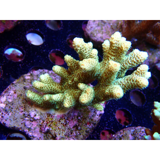 Acropora millepora Bali-Farmzucht