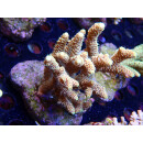 Acropora millepora Bali-Farmzucht