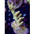 Acropora millepora Bali-Farmzucht
