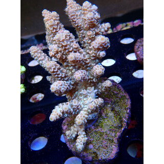 Acropora tenuis Bali-Farmzucht