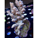 Acropora tenuis Bali-Farmzucht