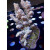Acropora tenuis Bali-Farmzucht
