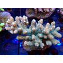 Acropora millepora Bali-Farmzucht