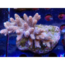 Acropora millepora Bali-Farmzucht