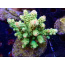 Acropora florida Bali-Farmzucht