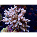 Acropora tenuis Bali-Farmzucht