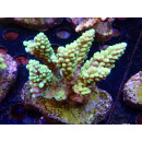 Acropora sp. Bali-Farmzucht