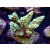 Acropora sp. Bali-Farmzucht