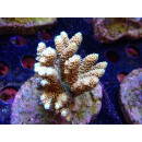 Acropora millepora Bali-Farmzucht