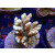 Acropora millepora Bali-Farmzucht
