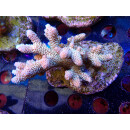 Acropora millepora Bali-Farmzucht