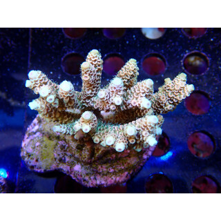 Acropora millepora Bali-Farmzucht