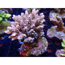 Acropora tenuis Bali-Farmzucht