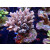 Acropora tenuis Bali-Farmzucht