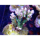 Acropora sp. Bali-Farmzucht