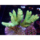 Acropora millepora Bali-Farmzucht