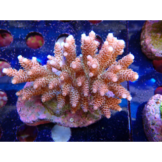 Acropora millepora Bali-Farmzucht