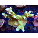 Acropora tumida Bali-Farmzucht