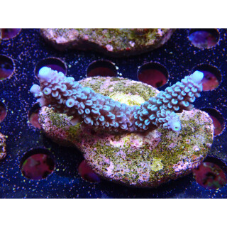 Acropora hoeksemai  Bali-Farmzucht