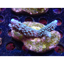 Acropora hoeksemai  Bali-Farmzucht