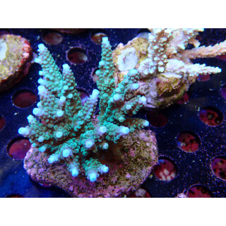 Acropora sp. Bali-Farmzucht