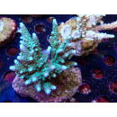 Acropora sp. Bali-Farmzucht