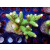 Acropora sp. Bali-Farmzucht