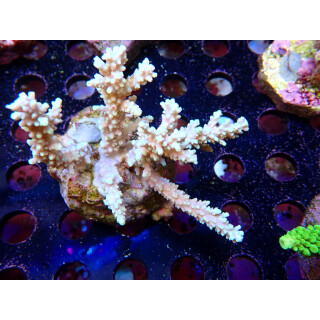 Acropora horrida Bali-Farmzucht