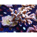 Acropora millepora Bali-Farmzucht