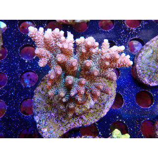 Acropora sp. Bali-Farmzucht