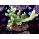 Acropora sp. Bali-Farmzucht