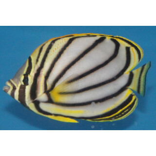Chaetodon meyeri - Scrawled butterflyfish 