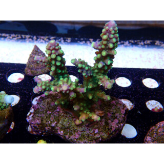Acropora sp. Bali-Farmzucht