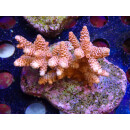Acropora millepora Bali-Farmzucht