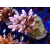 Acropora loripes Bali-Farmzucht