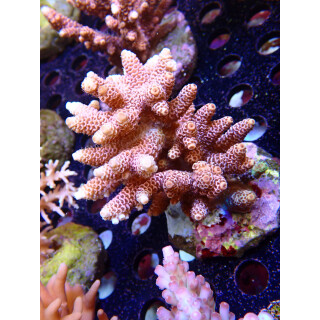 Acropora millepora Bali-Farmzucht