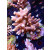 Acropora millepora Bali-Farmzucht