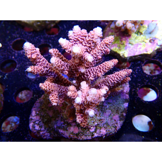Acropora millepora Bali-Farmzucht