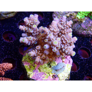 Acropora tenuis Bali-Farmzucht