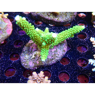 Acropora tumida Bali-Farmzucht