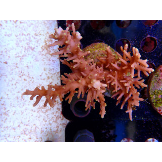 Acropora sp. "Red Dragon" Bali-Farmzucht
