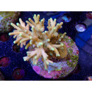 Acropora suharsonoi Bali-Farmzucht