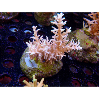 Acropora sp. "Red Dragon" Bali-Farmzucht