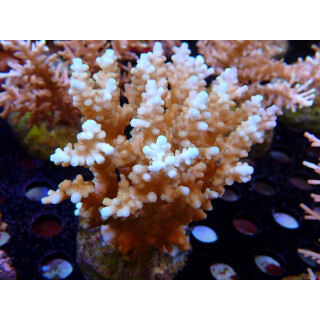 Acropora sp. Bali-Farmzucht