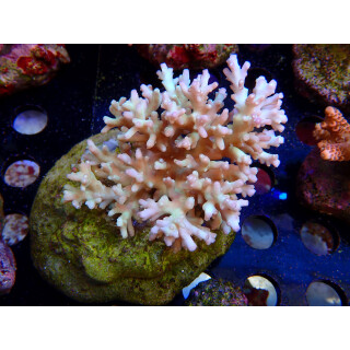 Acropora sp. Bali-Farmzucht